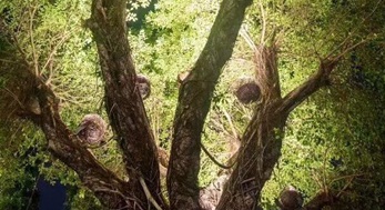 大樹上添鳥窩，原來是投射燈
